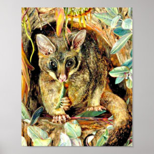 Possum up a Gum Tree Poster