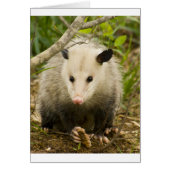 Possums are Pretty - Opossum Didelphimorphia (Front)