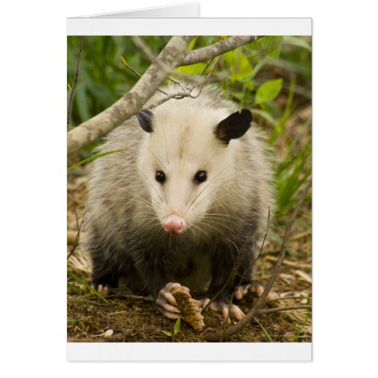 Possums are Pretty - Opossum Didelphimorphia Cards (Front)