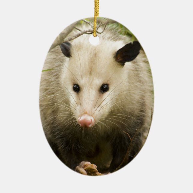 Possums are Pretty - Opossum Didelphimorphia Ceramic Ornament (Front)