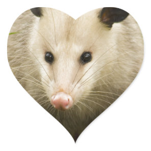 Possums are Pretty - Opossum Didelphimorphia Heart Sticker