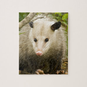 Possums are Pretty - Opossum Didelphimorphia Jigsaw Puzzle