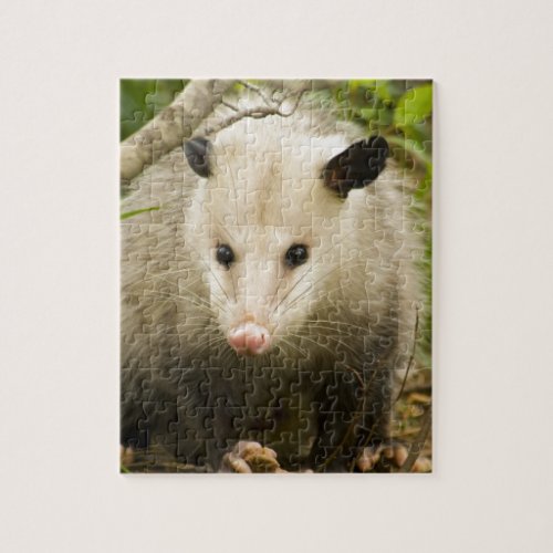 Possums are Pretty _ Opossum Didelphimorphia Jigsaw Puzzle