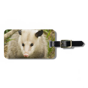 Possums are Pretty - Opossum Didelphimorphia Luggage Tag