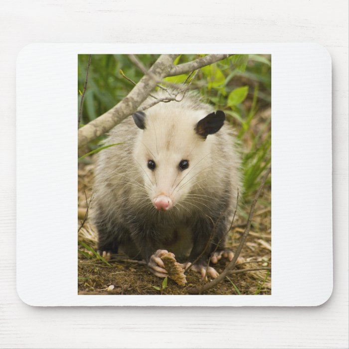 Possums are Pretty   Opossum Didelphimorphia Mouse Pads