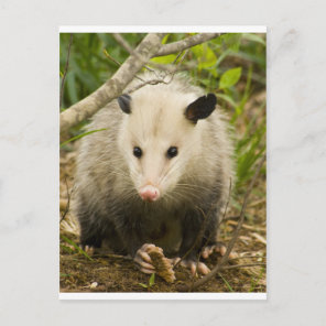 Possums are Pretty - Opossum Didelphimorphia Postcard