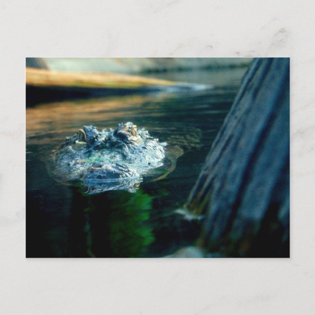 POST CARD American Alligator North Carolina (Front)