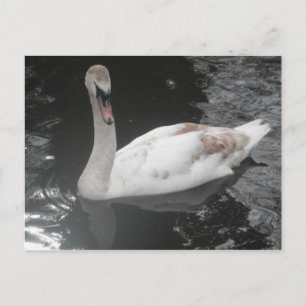 Post Card Baby Swan Swimming