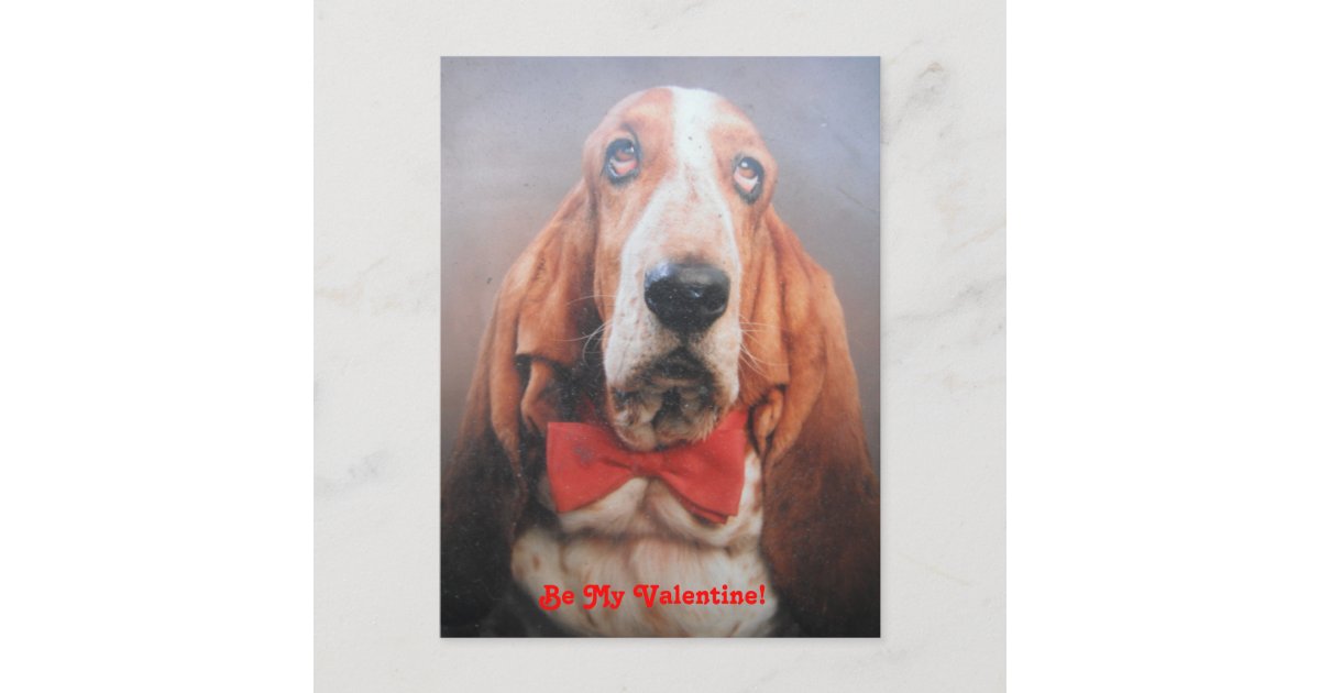 basset hound bow tie
