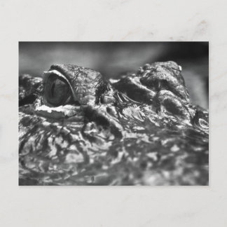 POST CARD Cape Fear Alligator - North Carolina