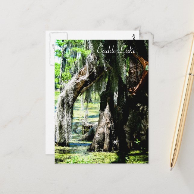 Post Card - Cypress Fan (Front/Back In Situ)