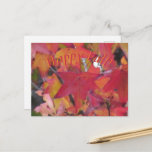 Post Card - Fall Leaves