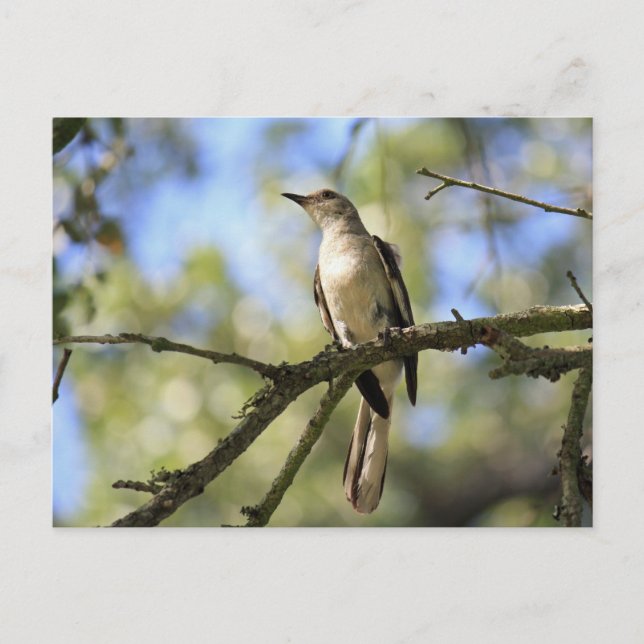 Post Card of Texas State Bird:  Mockingbird (Front)