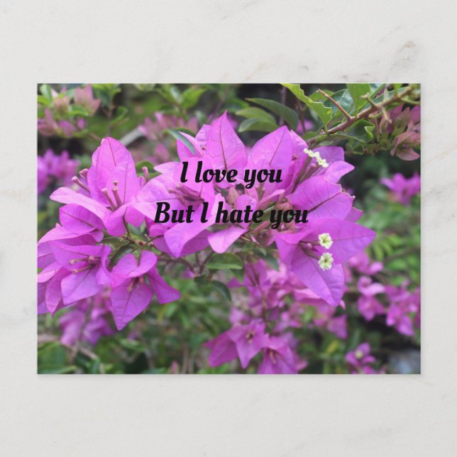 Post Card, Size: Standard Postcard, Paper: Semi-Gl Postcard (Front)