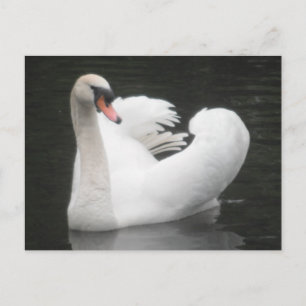 Post Card Swan Swimming