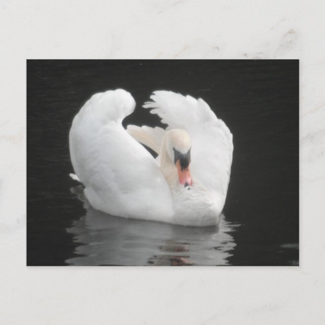 Post Card Swan Swimming (Front)
