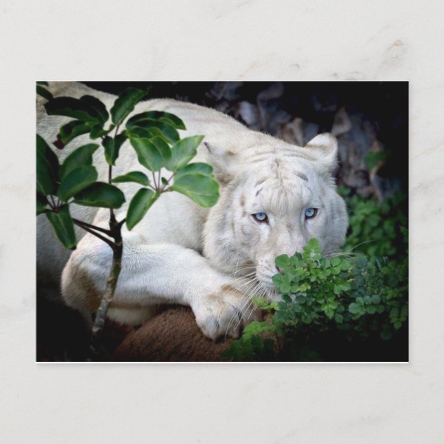 Post Card- Tiger Postcard (Front)