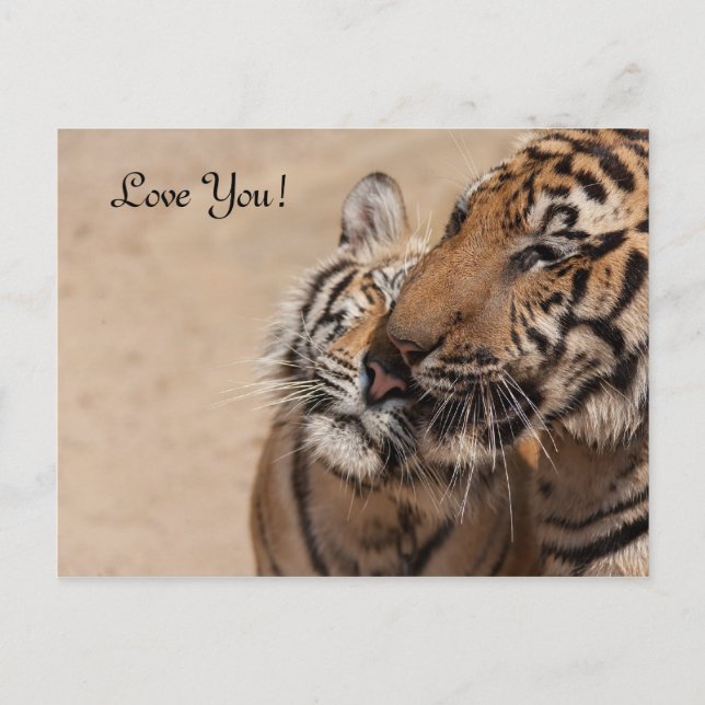 Post Card - Tigers - Tiger Temple Thailand (Front)