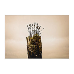 Post Grass Acrylic Print
