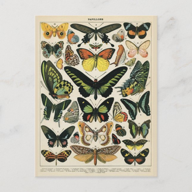 Postal Mariposa de Historia Natural (Anverso)