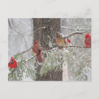 Postcard