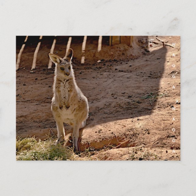 Postcard (Front)