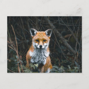 Postcard