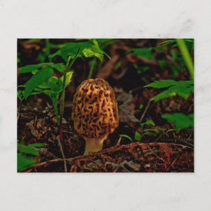 POSTCARD ~ A Posing Morel Along Lake Pend Oreille