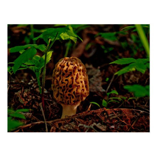 POSTCARD ~ A Posing Morel Along Lake Pend Oreille