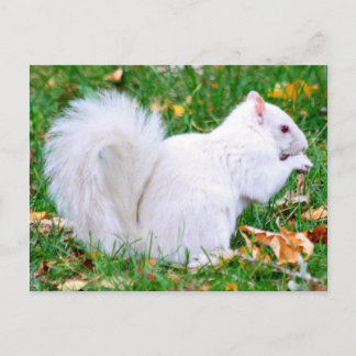 Postcard - Albino Squirrel