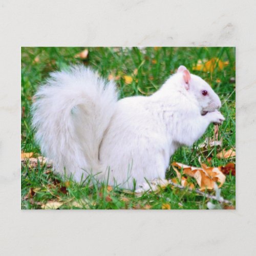 Postcard _ Albino Squirrel