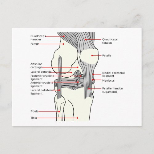 Postcard Anatomical Diagram human right knee joint