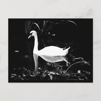 Postcard-Animals-23 Postcard