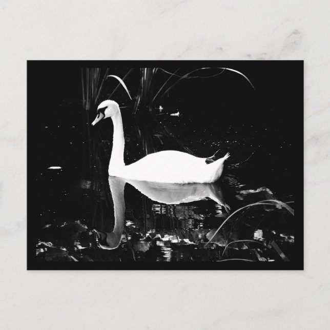 Postcard-Animals-23 Postcard (Front)