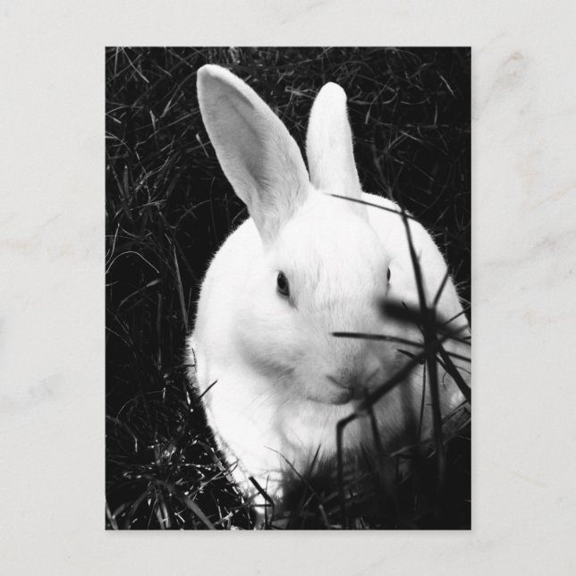 Postcard-Animals-26 Postcard (Front)