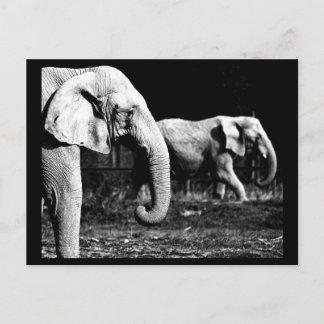 Postcard-Animals-32 Postcard