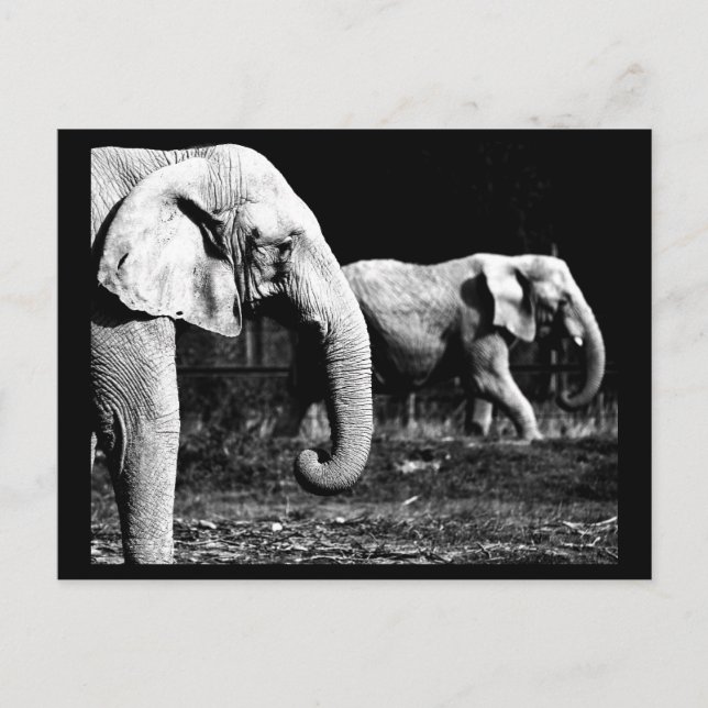 Postcard-Animals-32 Postcard (Front)