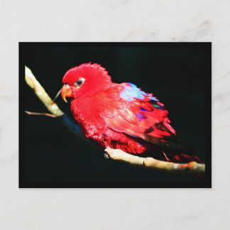 Postcard-Animals-35 Postcard