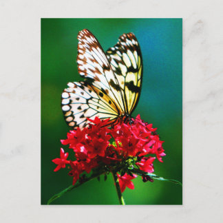 Postcard-Animals-9 Postcard