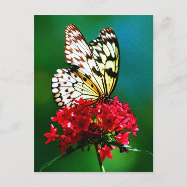 Postcard-Animals-9 Postcard (Front)