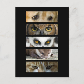 Postcard - Animals Eyes