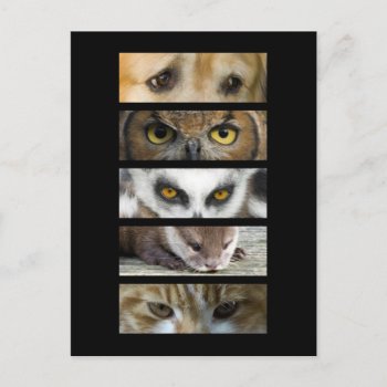 Postcard - Animals Eyes by PhotographyByPixie at Zazzle