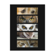 Postcard - Animals Eyes