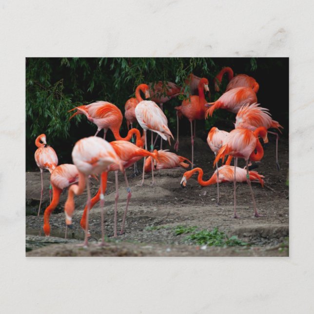 Postcard-Animals-Pink Flamingos Postcard (Front)