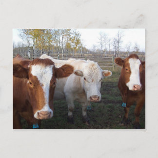 Postcard-Animals-The Cows Postcard