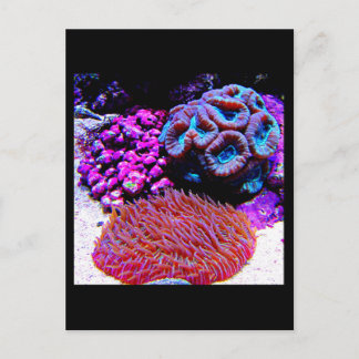 Postcard-Aquatic Gallery-35 Postcard