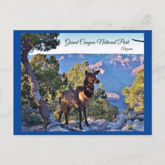 Postcard, Arizona, Grand Canyon, Elk Postcard