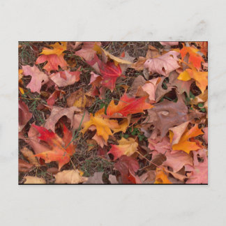 Postcard/Autumn Postcard