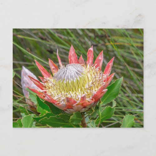 Postcard _ Beautiful Protea in Cape Town