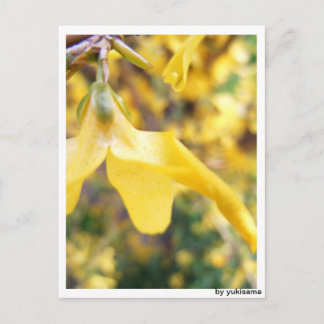 Postcard - Belbe flower